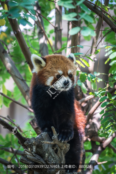 小熊貓