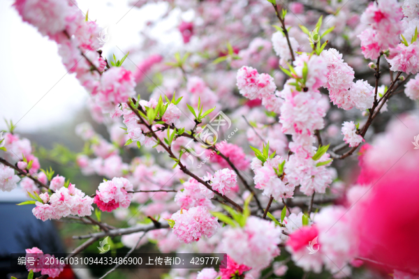 桃花盛開,,春暖花開