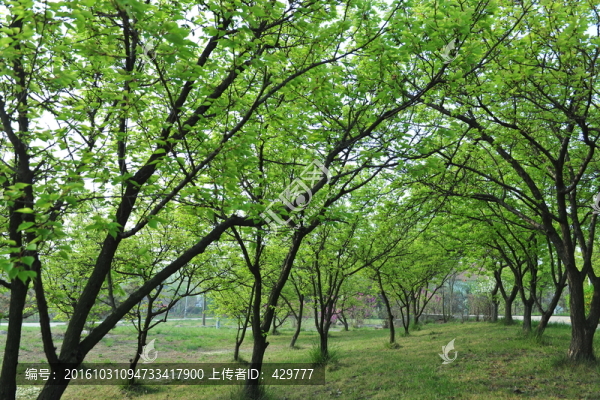 樹林