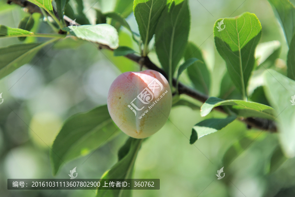 李子