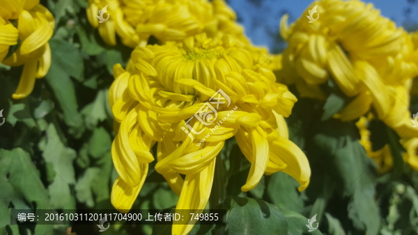 金皇后