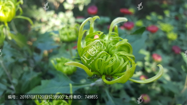 古龍須