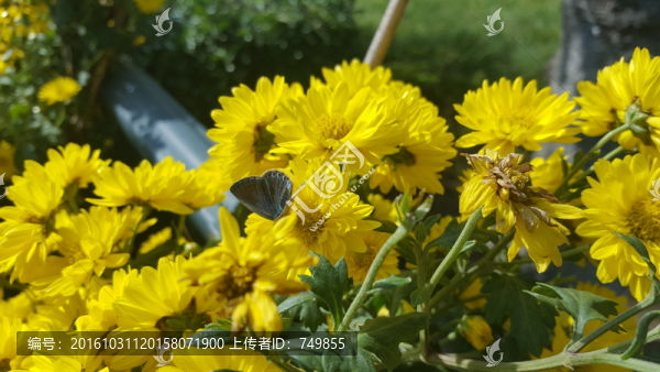 甘菊