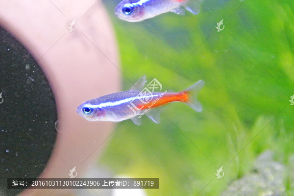 水族箱,觀賞魚,紅綠燈魚