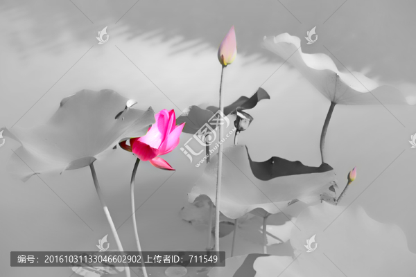 荷花荷韻水墨裝飾畫,無層