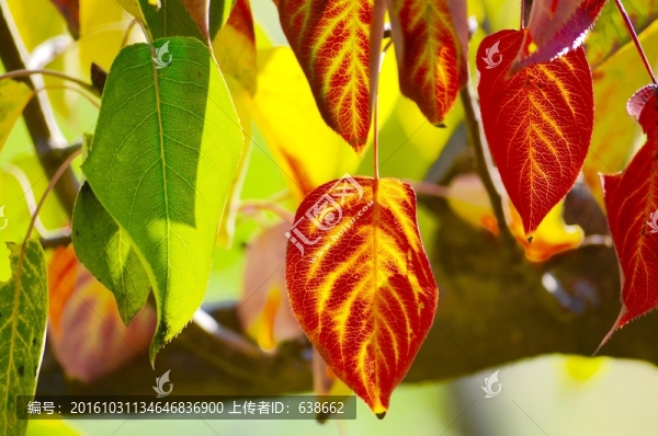 山楂葉