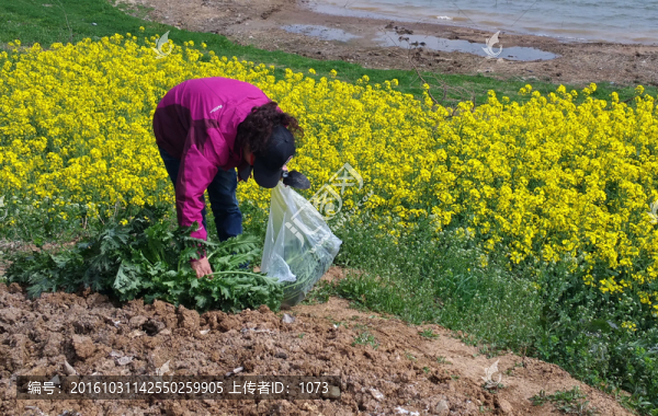 采摘野菜