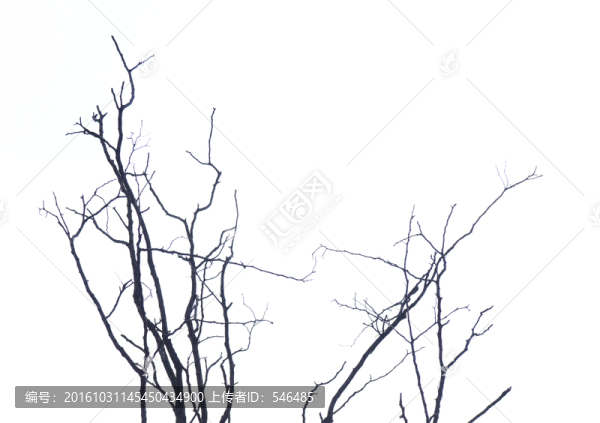 簡(jiǎn)約樹(shù)枝