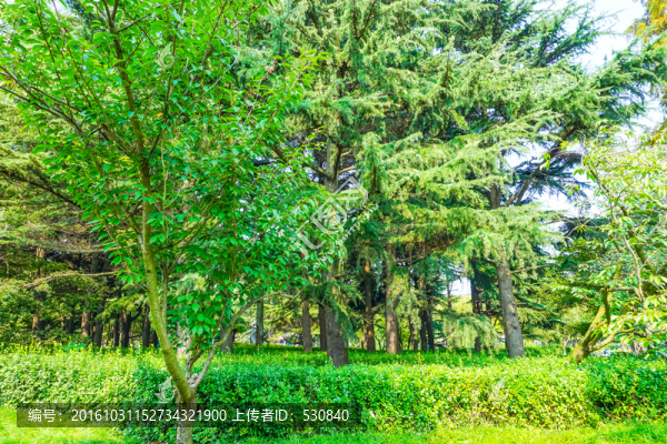 綠樹林