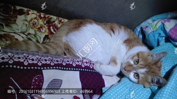 家貓