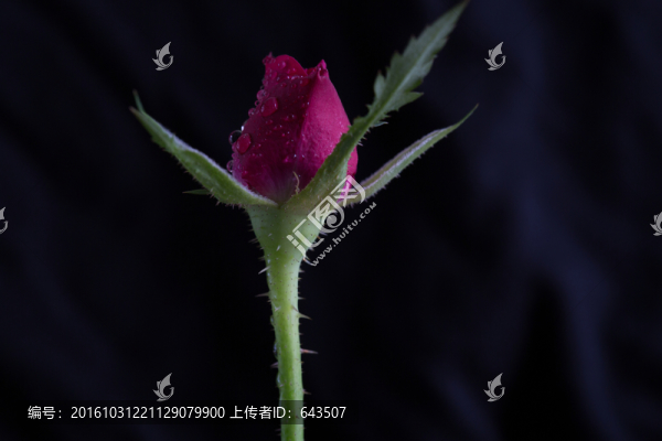 玫瑰花