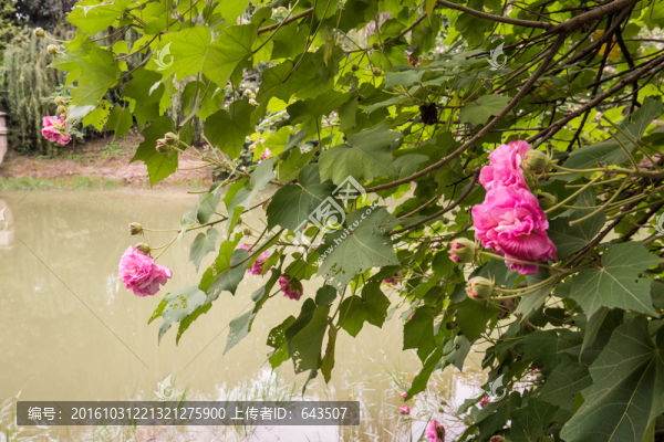 芙蓉花