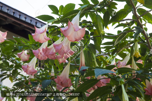斯里蘭卡佛牙寺的曼陀羅