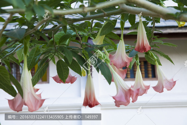 斯里蘭卡曼陀羅