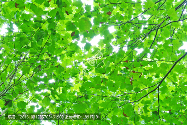 陽(yáng)光樹(shù)林,樹(shù)葉背景