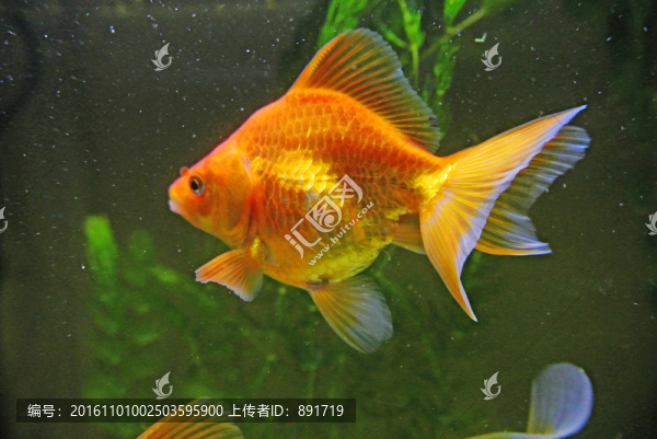 金魚素材,名貴金魚