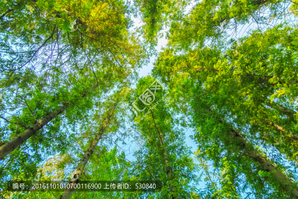 紅杉樹,樹林