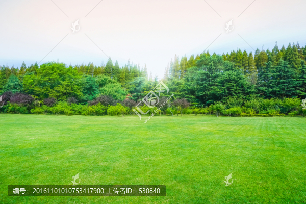 綠樹(shù)林背景素材