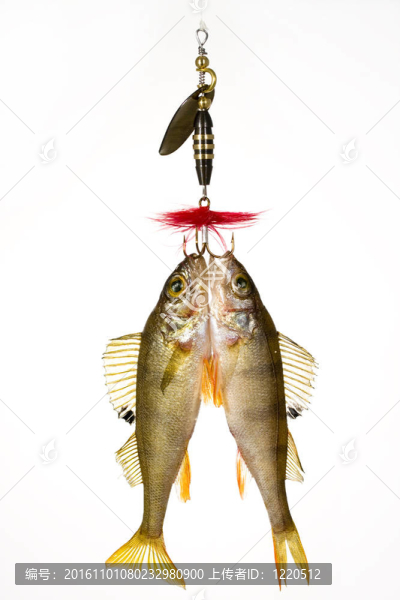 魚