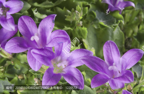 報(bào)春花