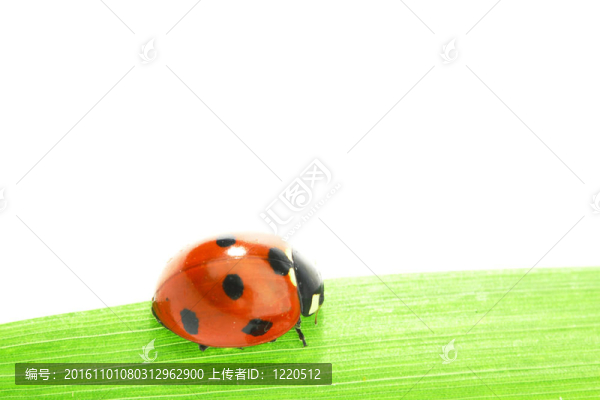 瓢蟲在草