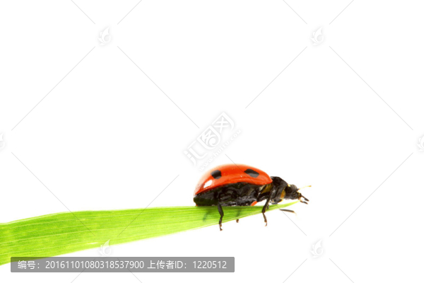 瓢蟲在草