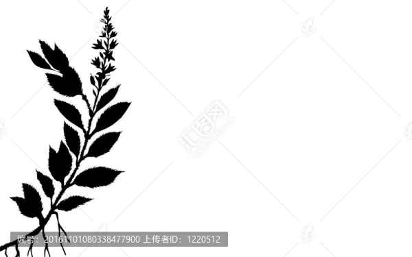 白色背景植物的圖