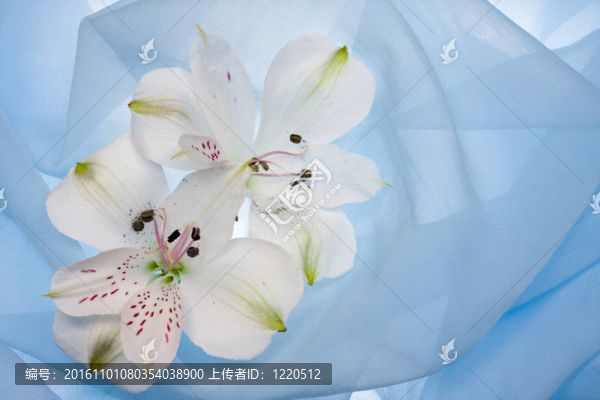 白色的花