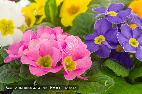 豐富多彩的報(bào)春花