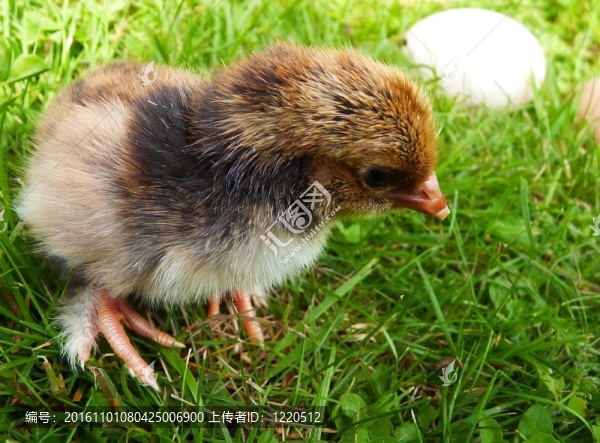 初出茅廬的-匯圖網(wǎng) www.fosd68.com 初出茅廬的