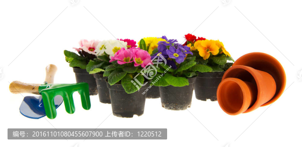豐富多彩的報春花
