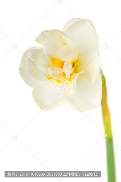 白水仙