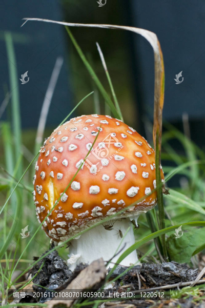 粉木耳-匯圖網(wǎng) www.fosd68.com 粉木耳