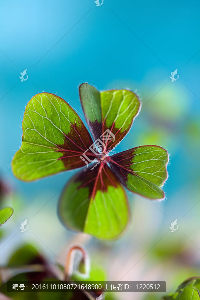 四片葉子的三葉草