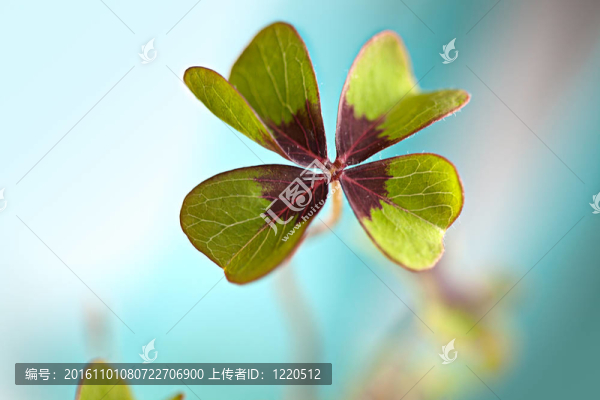 四片葉子的三葉草