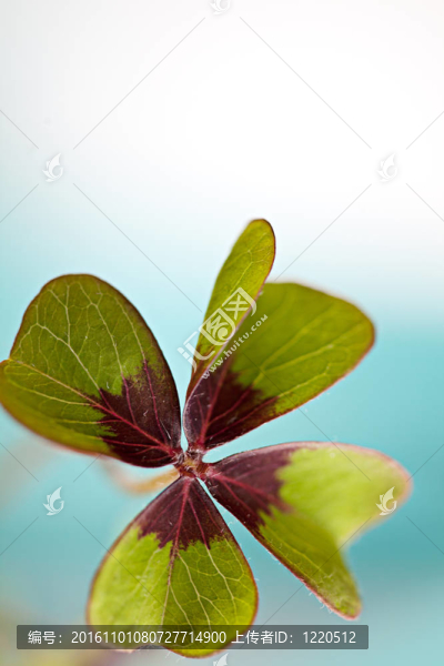 四片葉子的三葉草