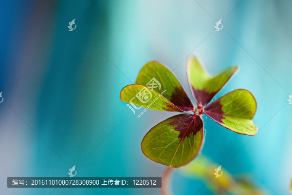 四片葉子的三葉草