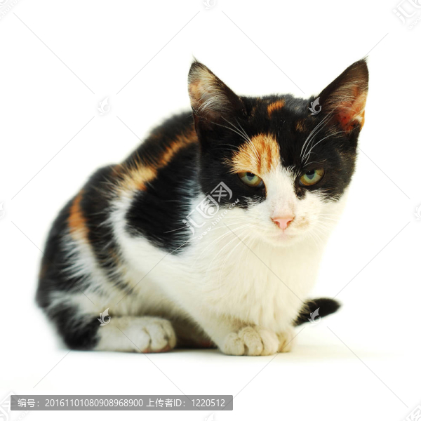 貓