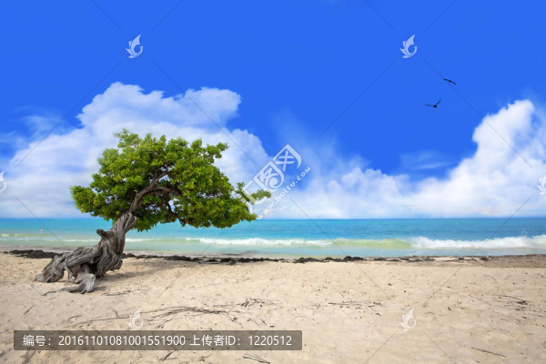 這棵樹