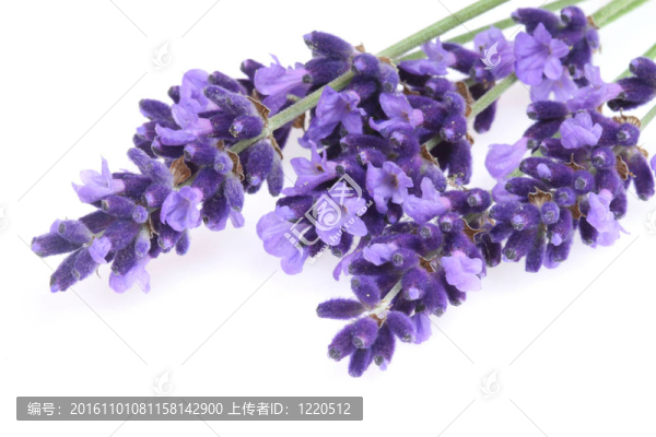 孤立的薰衣草
