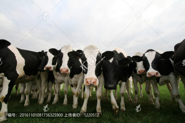 奶牛