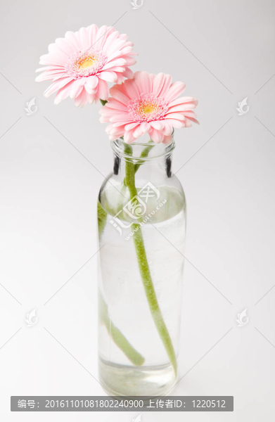 非洲菊