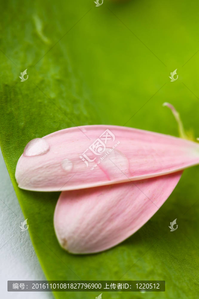 粉紅色的雛菊的花瓣