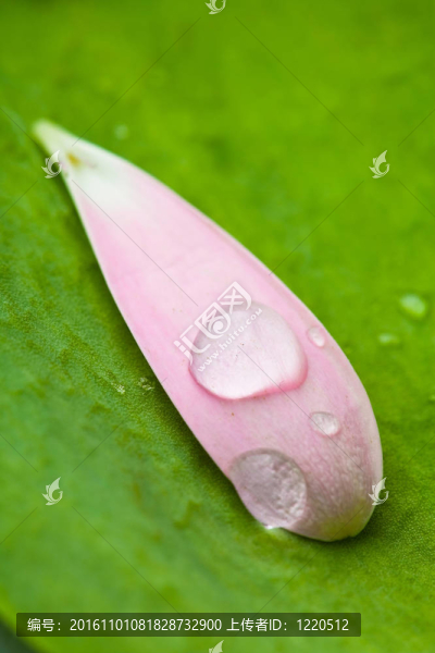 粉紅色的雛菊的花瓣