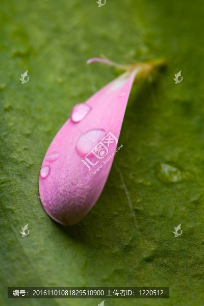 粉紅色的雛菊的花瓣