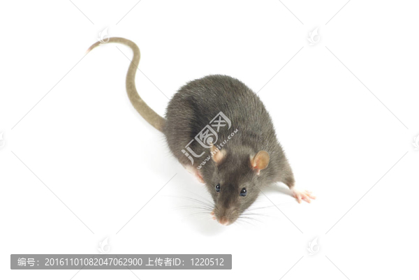 老鼠