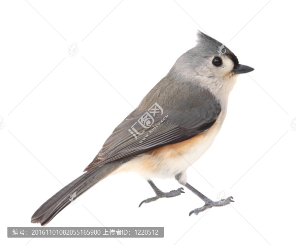 胡山雀；Baeolophus,bicolor；分離