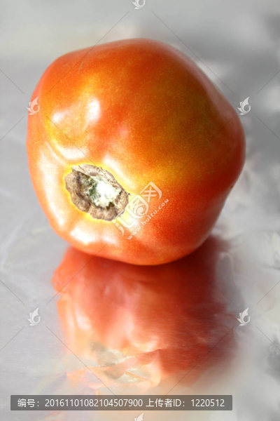 成熟的西紅柿