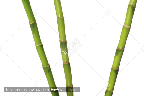 綠色的竹子