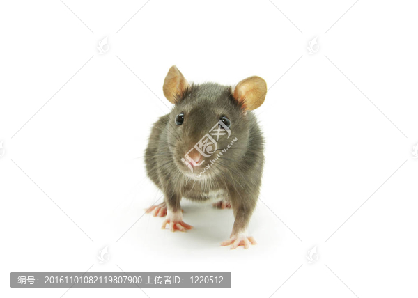 老鼠